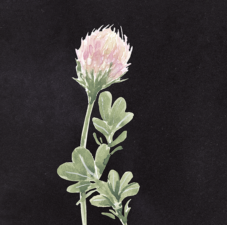 Flower Stems on Black - PRINT