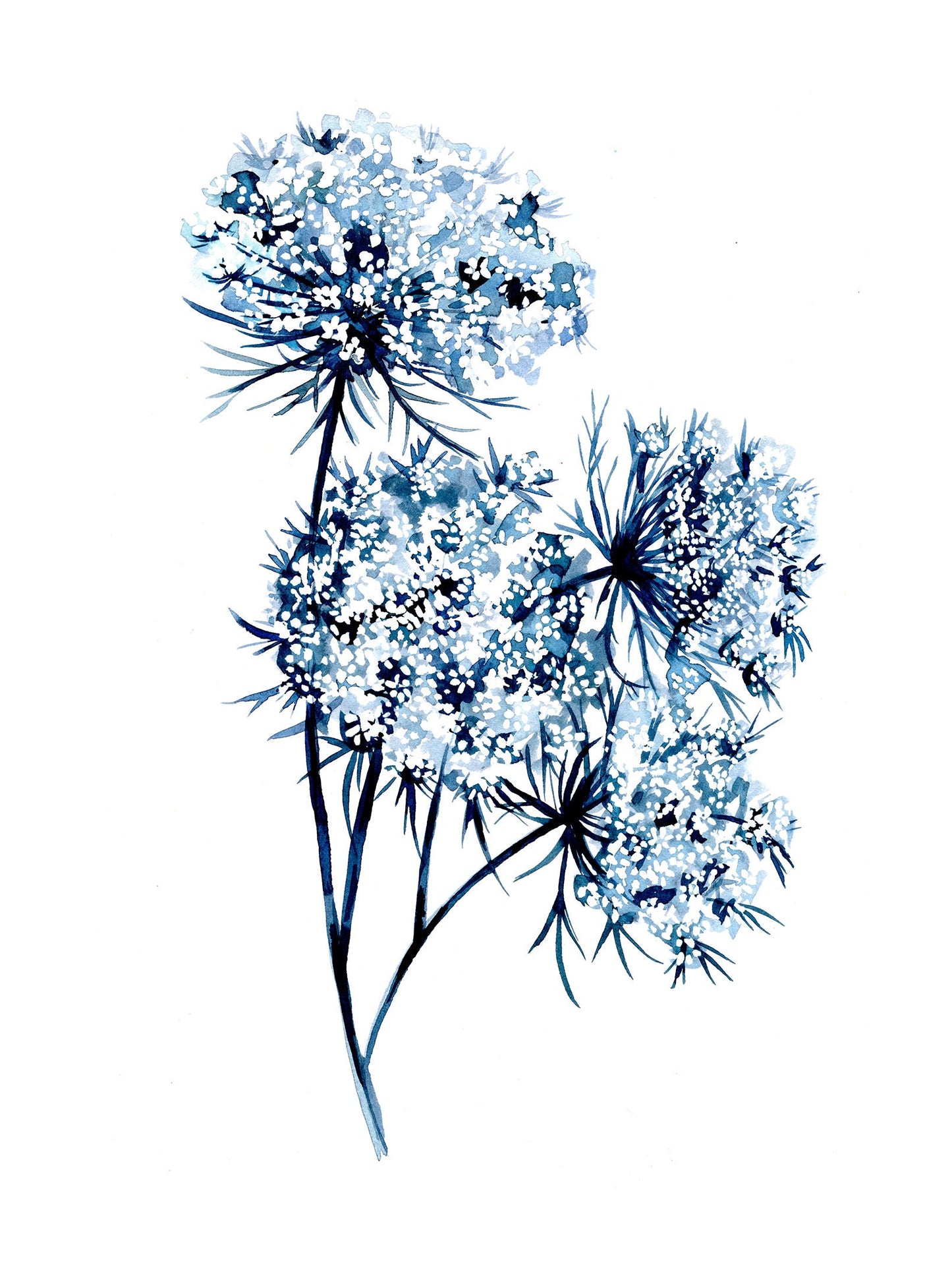 Indigo Queen Anne's Lace - PRINT, monochrome, watercolor, floral, wildflower, blue, stems. flowers, botanical art